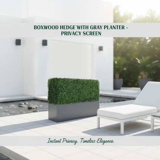 Boxwood Hedge With Gray Planter - Privacy Screen