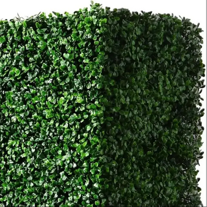 Boxwood hedge