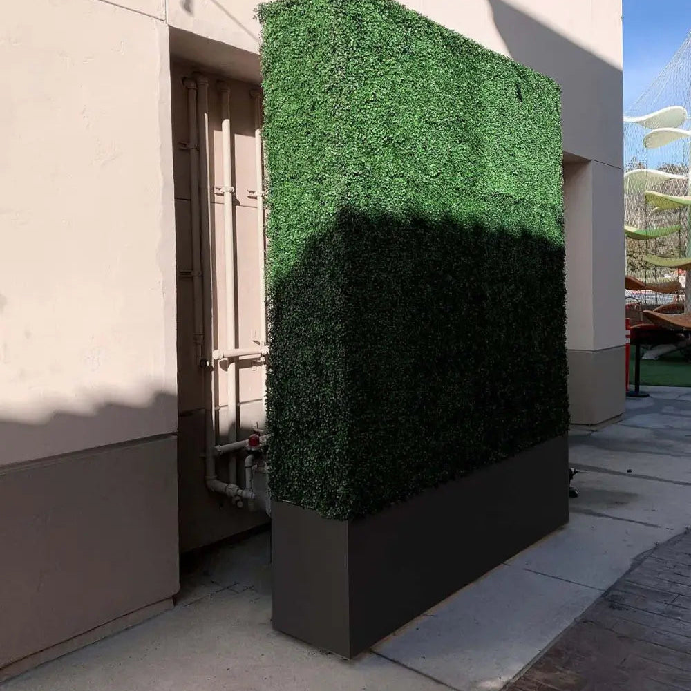boxwood hedge wall