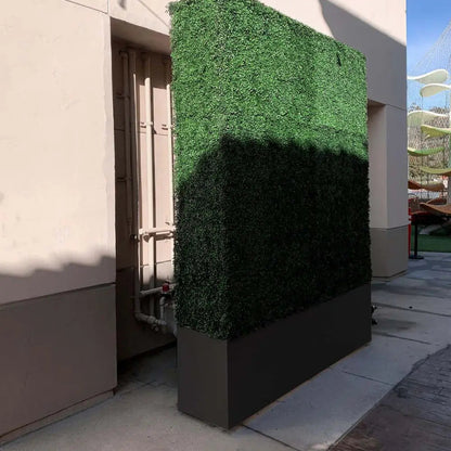 boxwood hedge wall